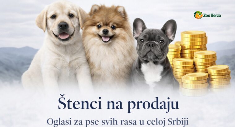 Štenci na prodaju – oglasi za pse svih rasa u Srbiji