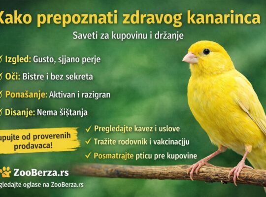Kako prepoznati zdravog kanarinca (vodič za kupovinu i držanje)