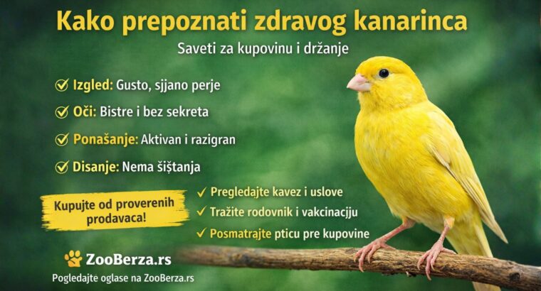 Kako prepoznati zdravog kanarinca (vodič za kupovinu i držanje)