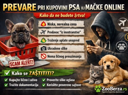 Kako prepoznati prevaru pri kupovini psa ili mačke online (i kako se zaštititi)