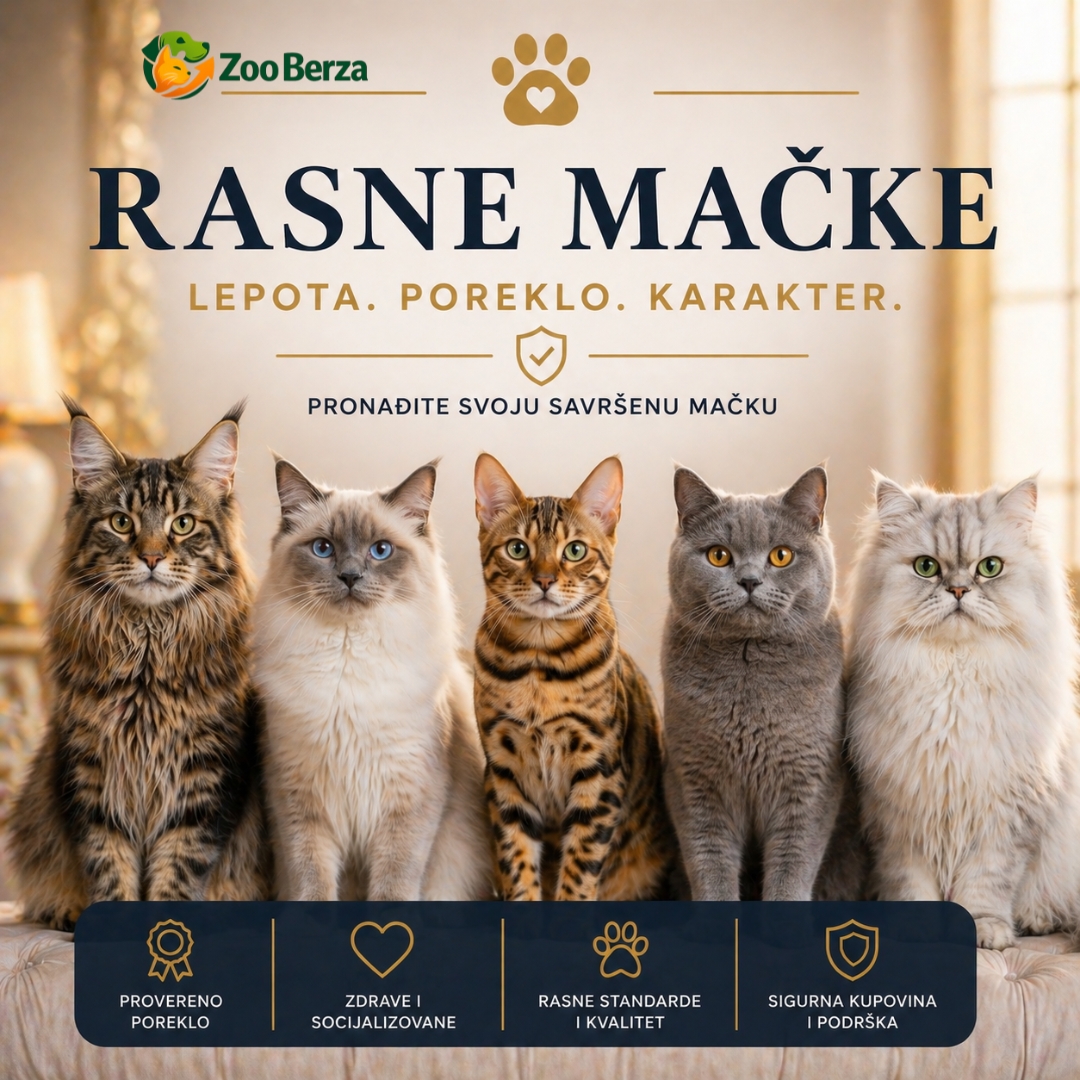 Rasne mačke