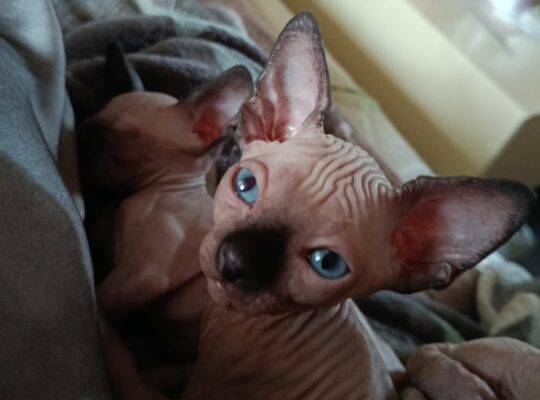Umiljato sphynx