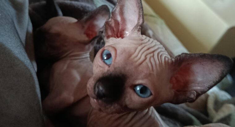 Umiljato sphynx