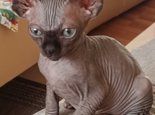 Umiljato sphynx