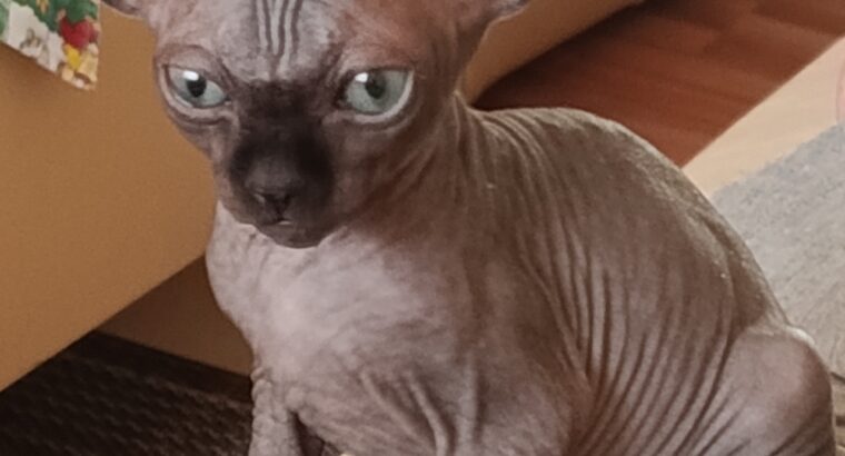 Umiljato sphynx