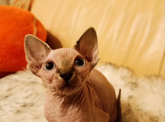 Umiljato sphynx