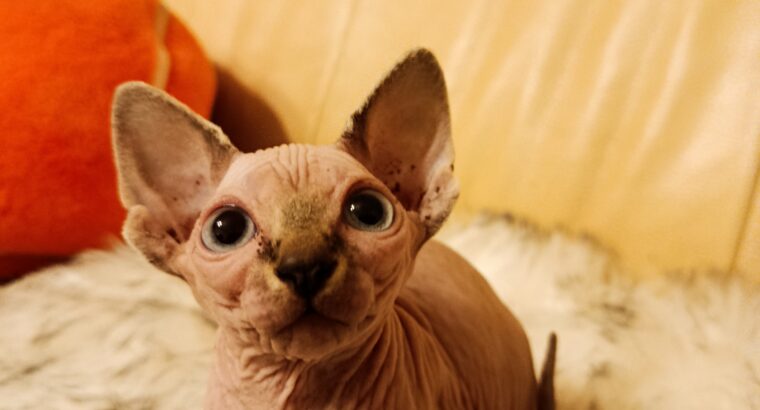 Umiljato sphynx