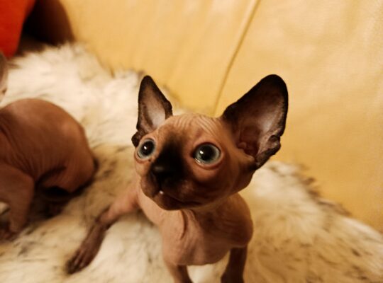 Umiljato sphynx