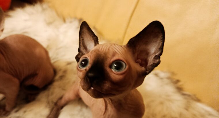 Umiljato sphynx