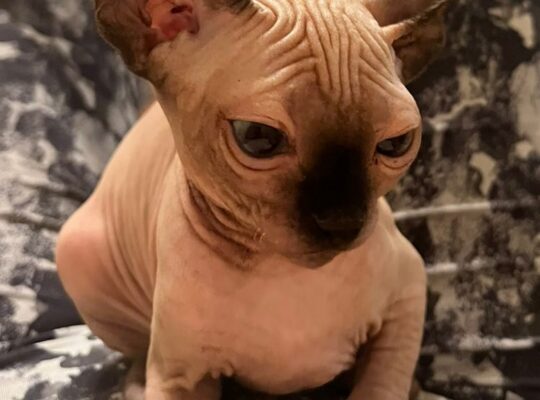 Umiljato sphynx