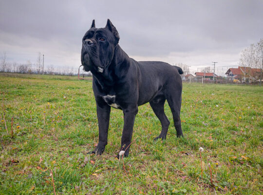 Cane corso za parenje
