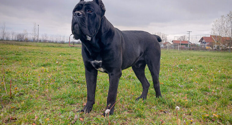 Cane corso za parenje