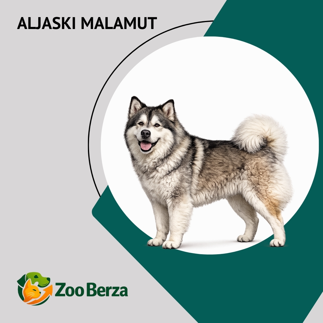 Aljaski malamut (Alaskan Malamute)