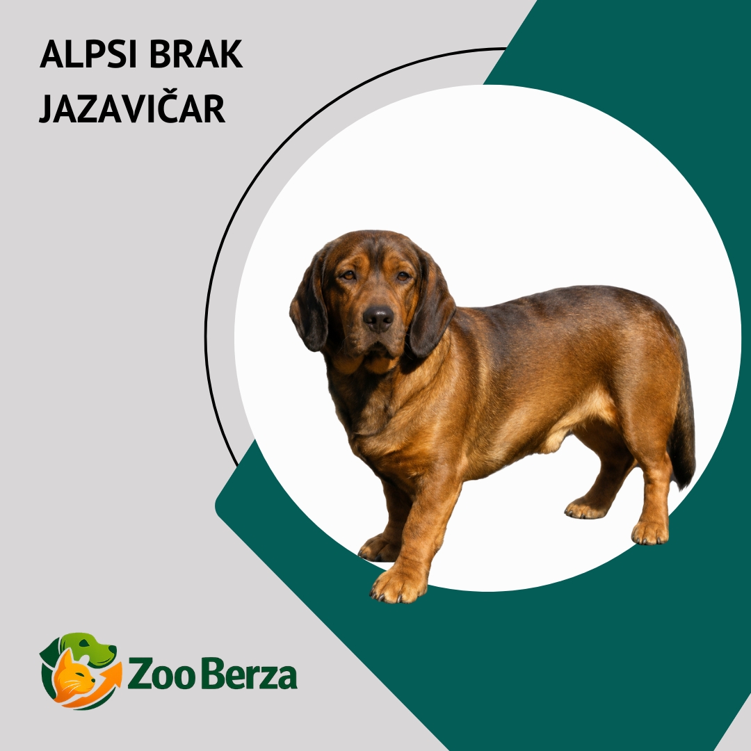 Alpski brak jazavičar