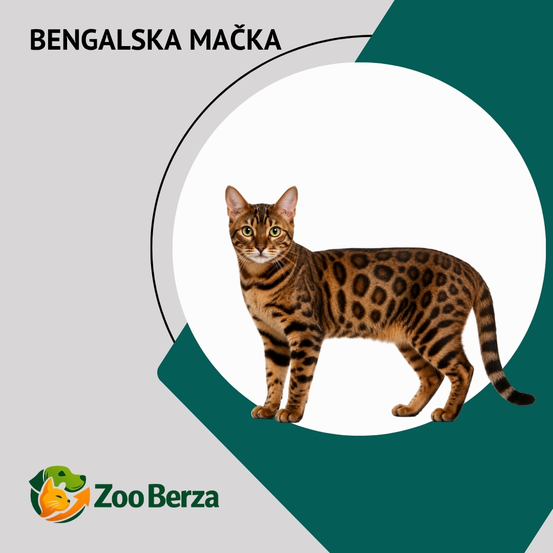 Bengalska mačka (Bengal Cat)