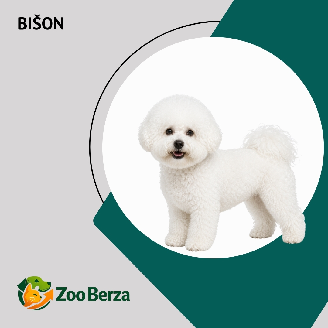 Bišon (Bichon Frise)