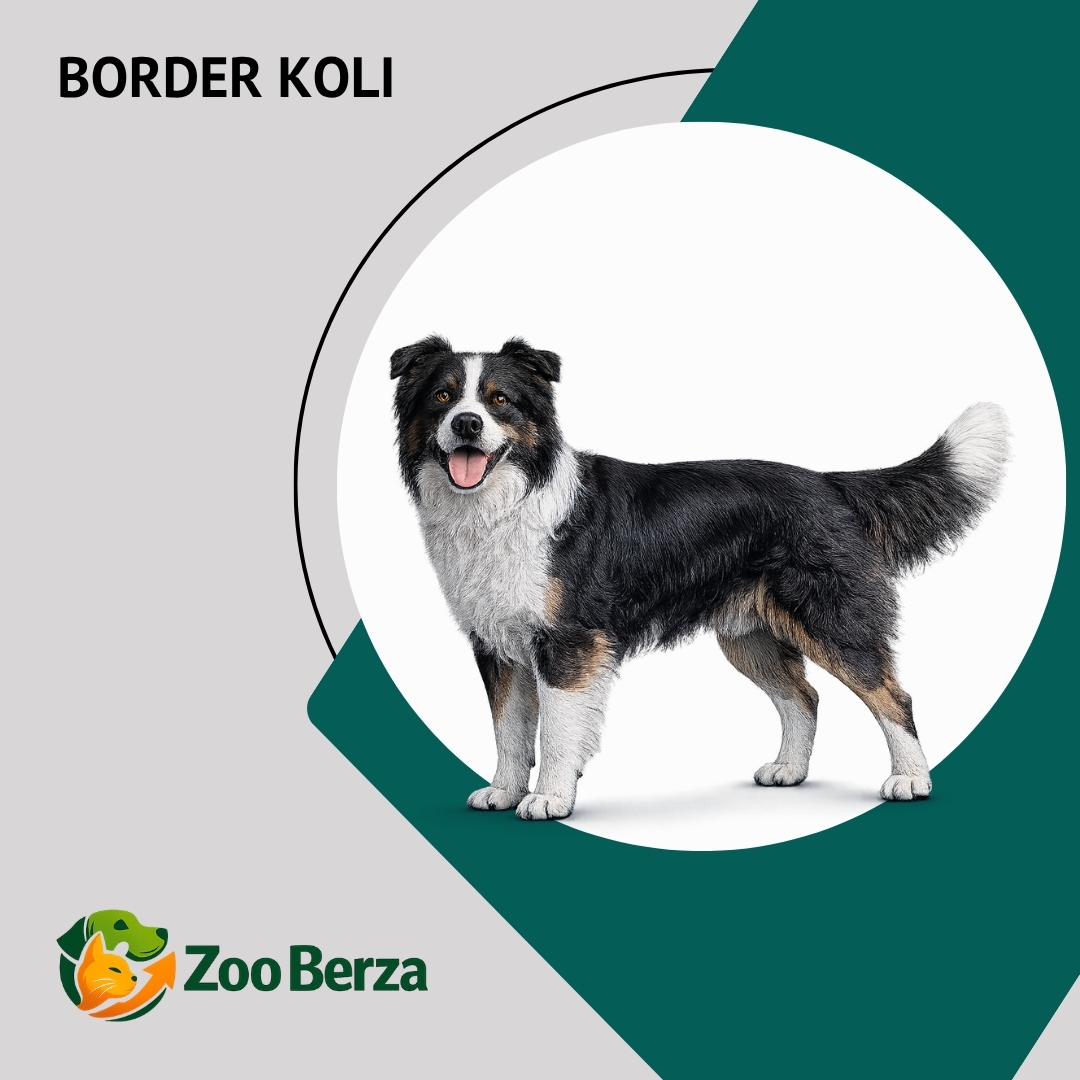 Border koli (Border Collie)