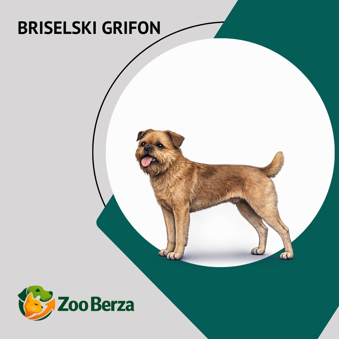 Briselski grifon (Brussels Griffon)