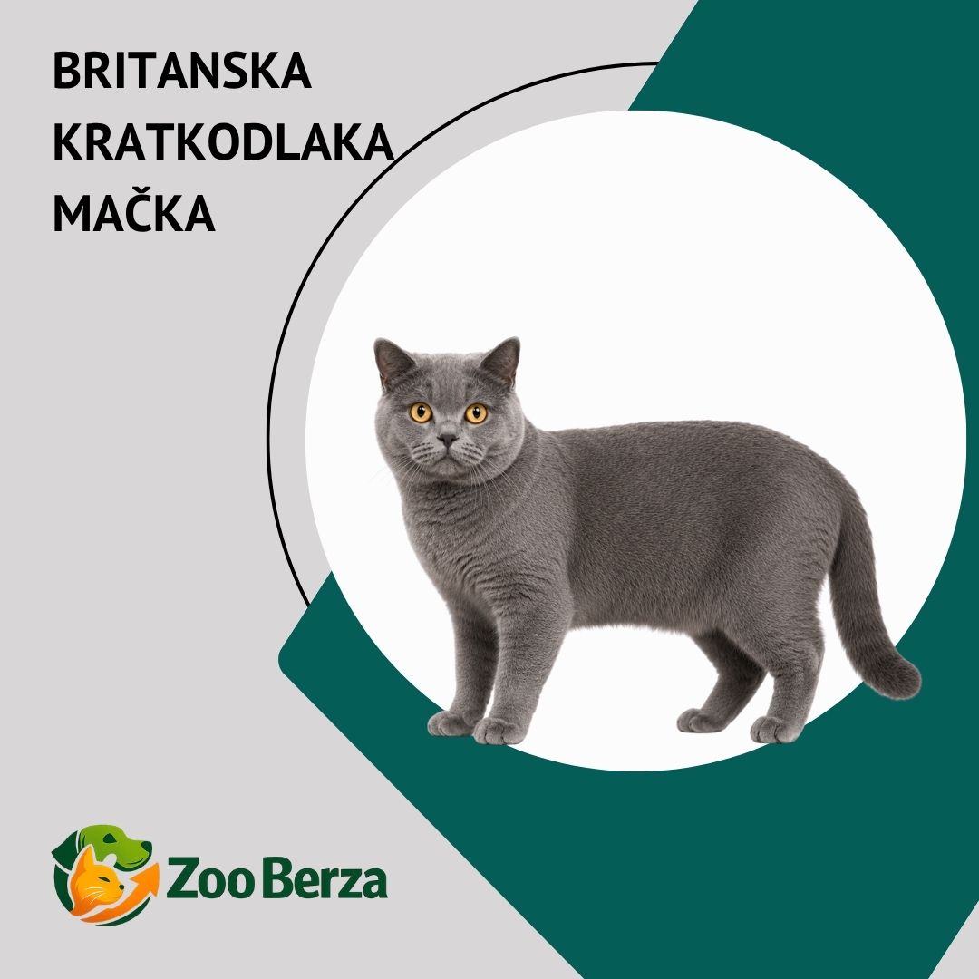 Britanska kratkodlaka mačka (British Shorthair)