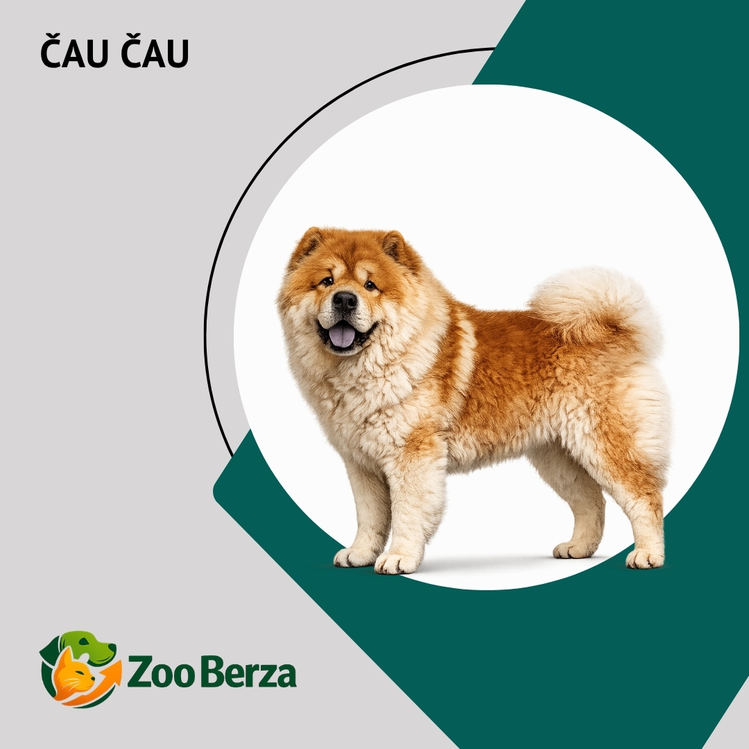 Čau čau (Chow Chow)