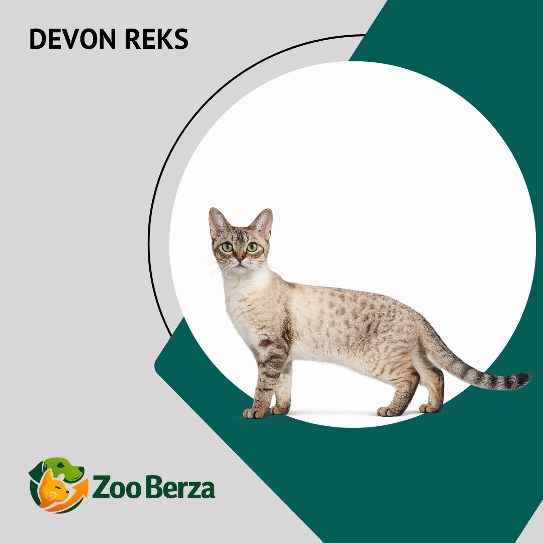Devon reks (Devon Rex)