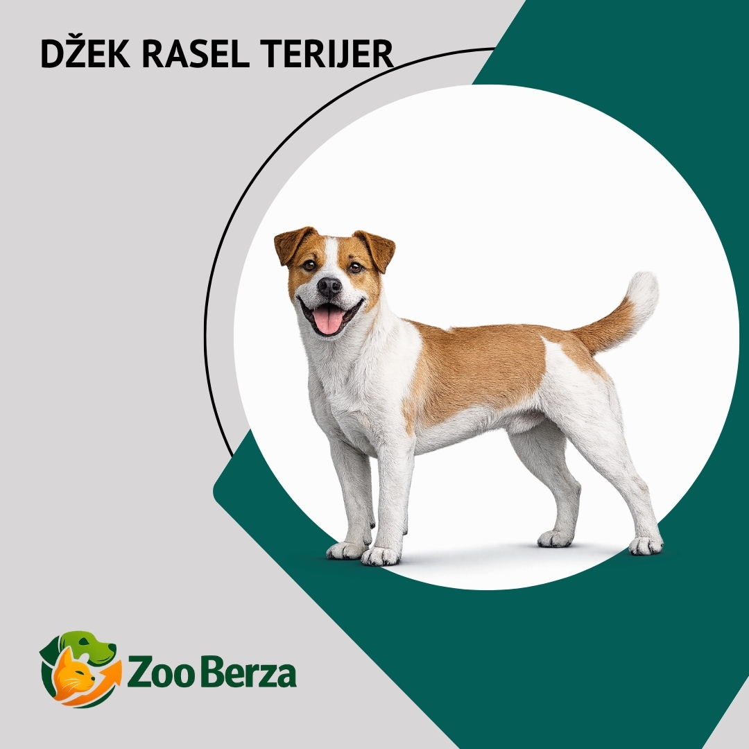 Džek Rasel terijer (Jack Russell Terrier)