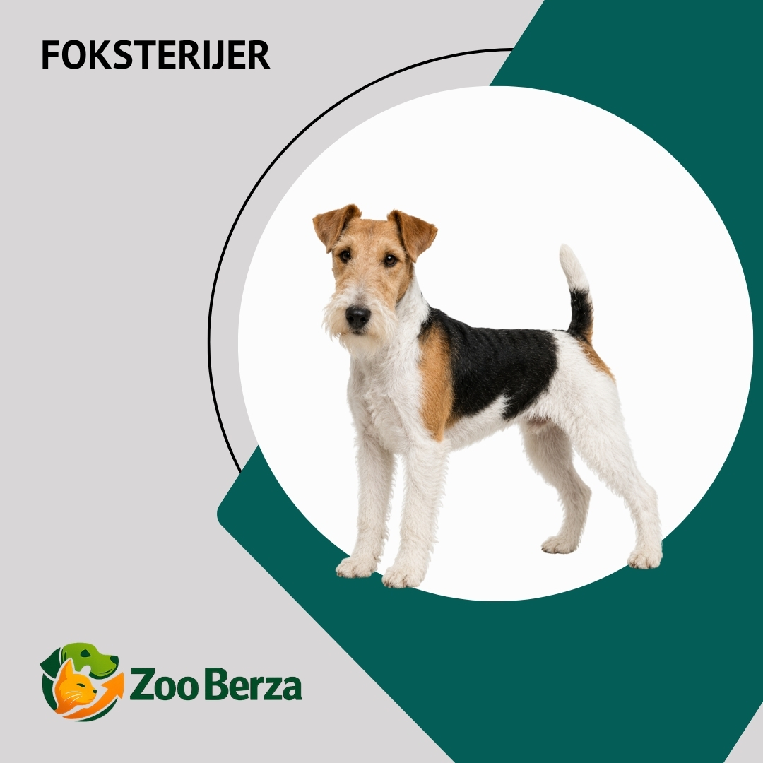 Foksterijer (Fox Terrier)