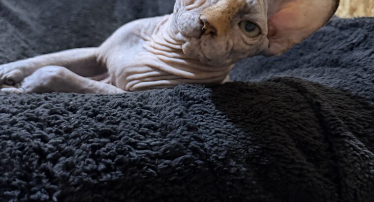 Mačići Canadskog Sphynxa (mačke bez dlake) iz registrovane odgajivacnice