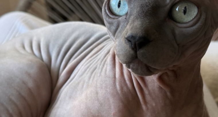 Mačići Canadskog Sphynxa (mačke bez dlake) iz registrovane odgajivacnice