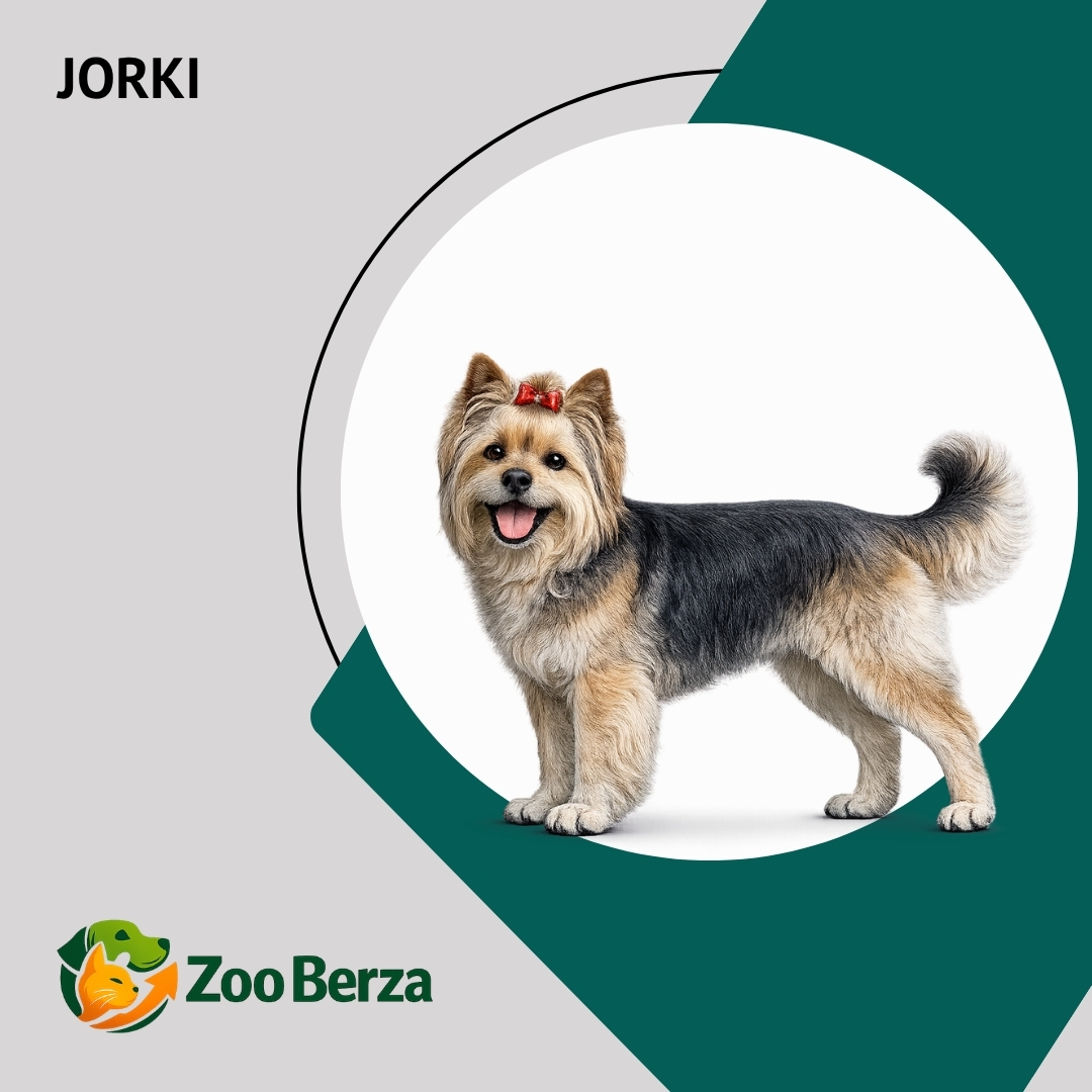 Jorki (Yorkshire Terrier)