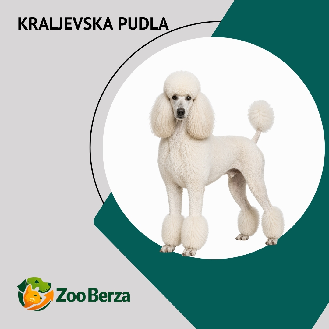 Kraljevska pudla (Standard Poodle)
