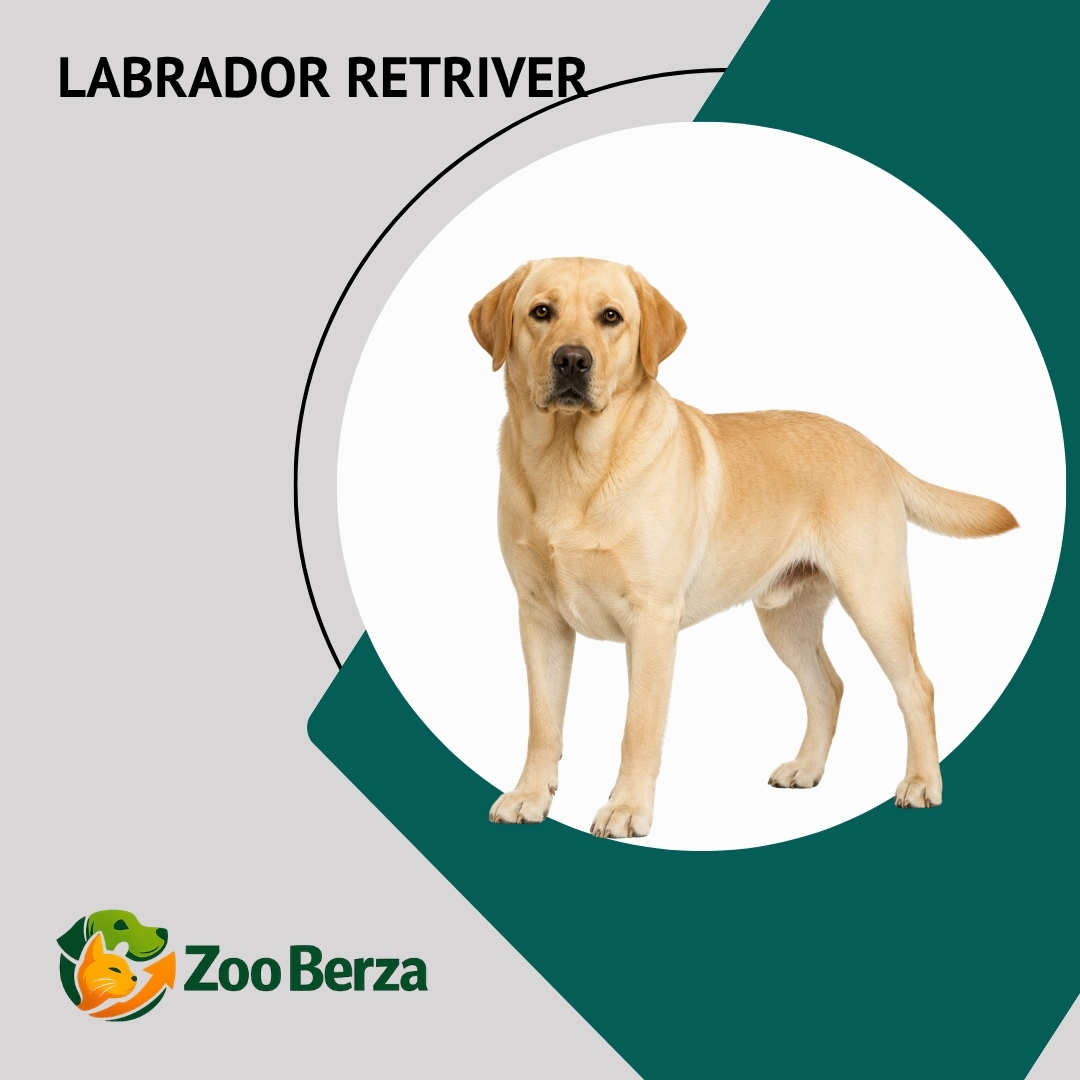 Labrador retriver (Labrador Retriever)