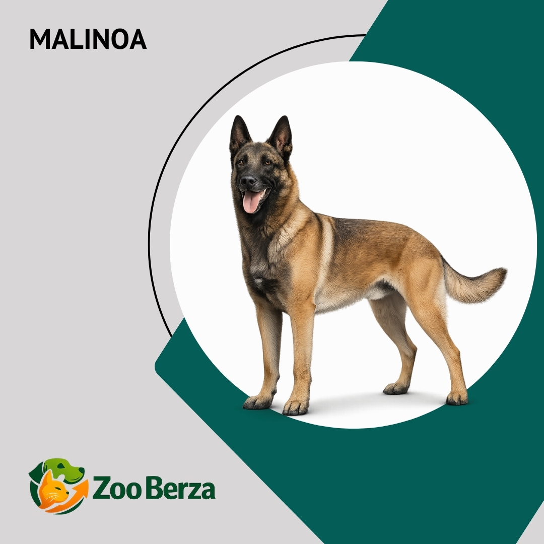 Malinoa (Belgian Malinois)