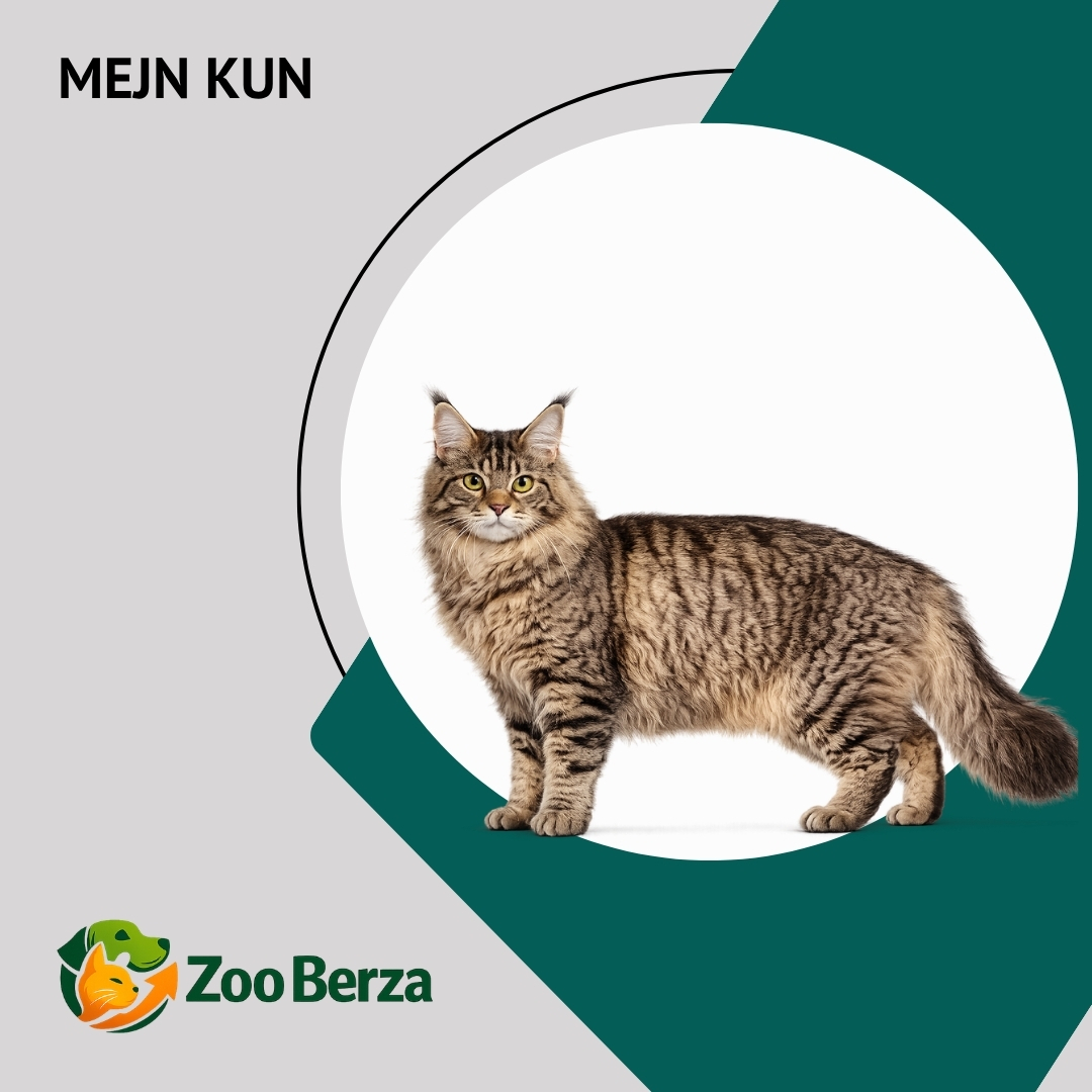 Mejn kun (Maine Coon)