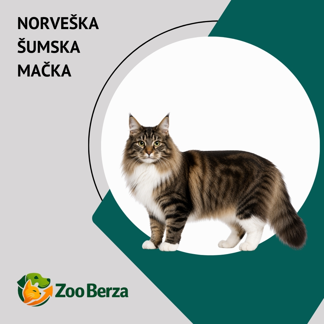 Norveška šumska mačka (Norwegian Forest Cat)
