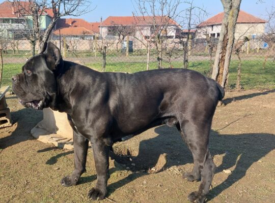 Cane corso za parenje