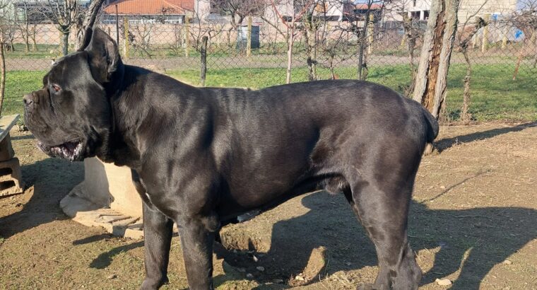 Cane corso za parenje