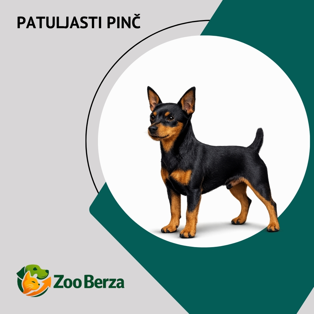 Patuljasti pinč (Miniature Pinscher)