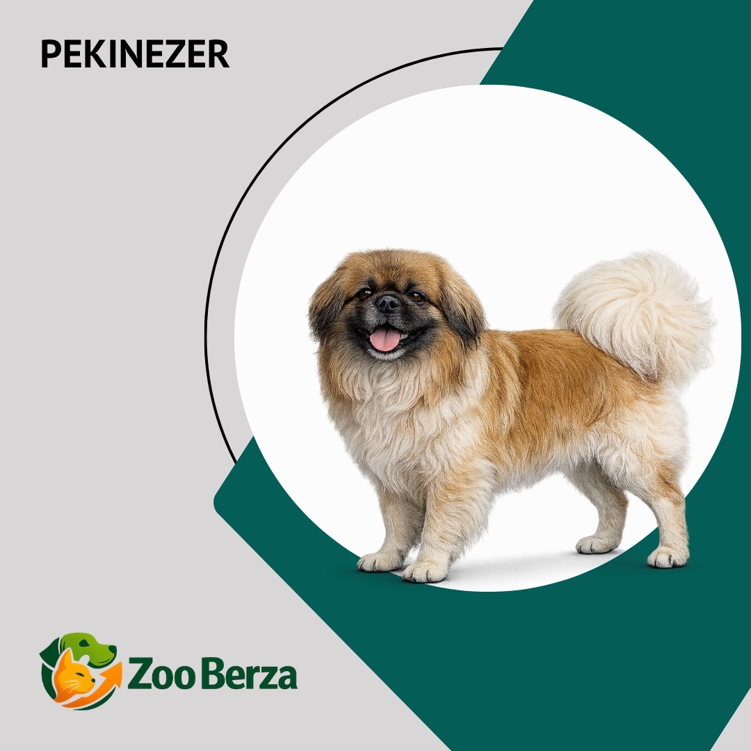 Pekinzer (Pekingese)