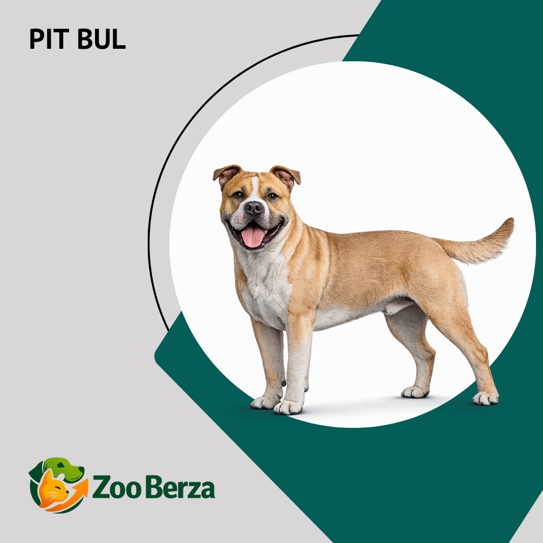 Pit bul (American Pit Bull Terrier)