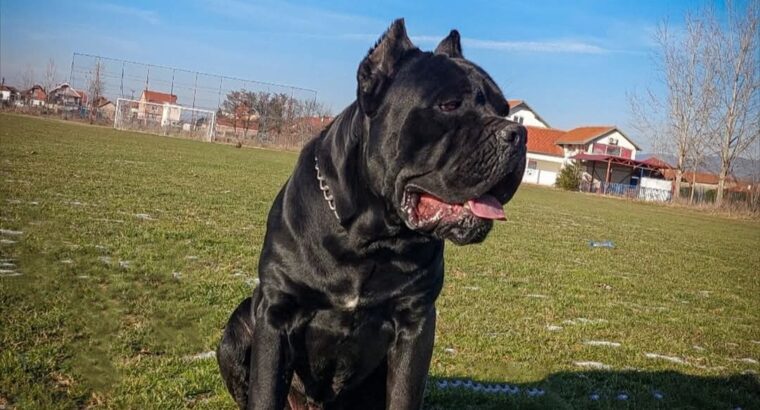 Cane corso za parenje
