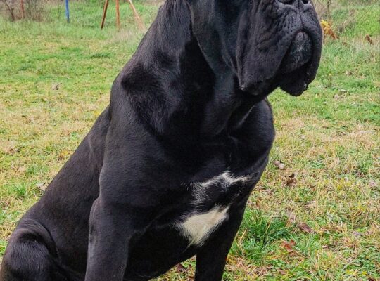 Cane corso za parenje