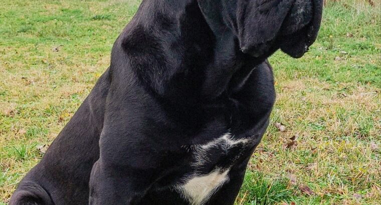 Cane corso za parenje