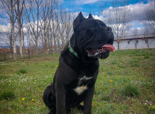 Cane corso za parenje