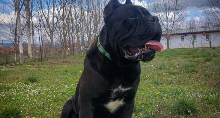 Cane corso za parenje