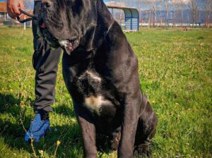 Cane corso za parenje