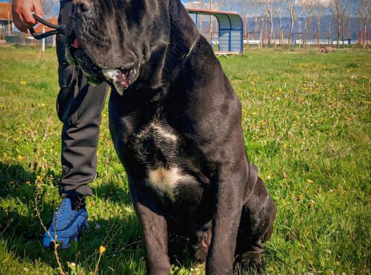Cane corso za parenje