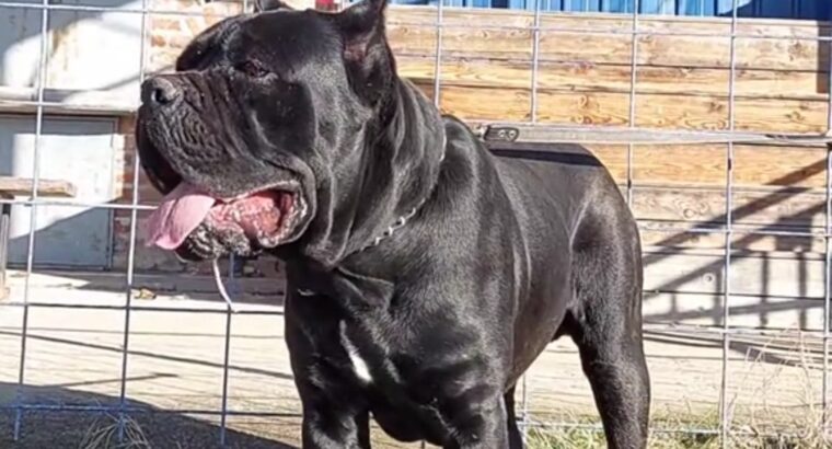 Cane corso za parenje