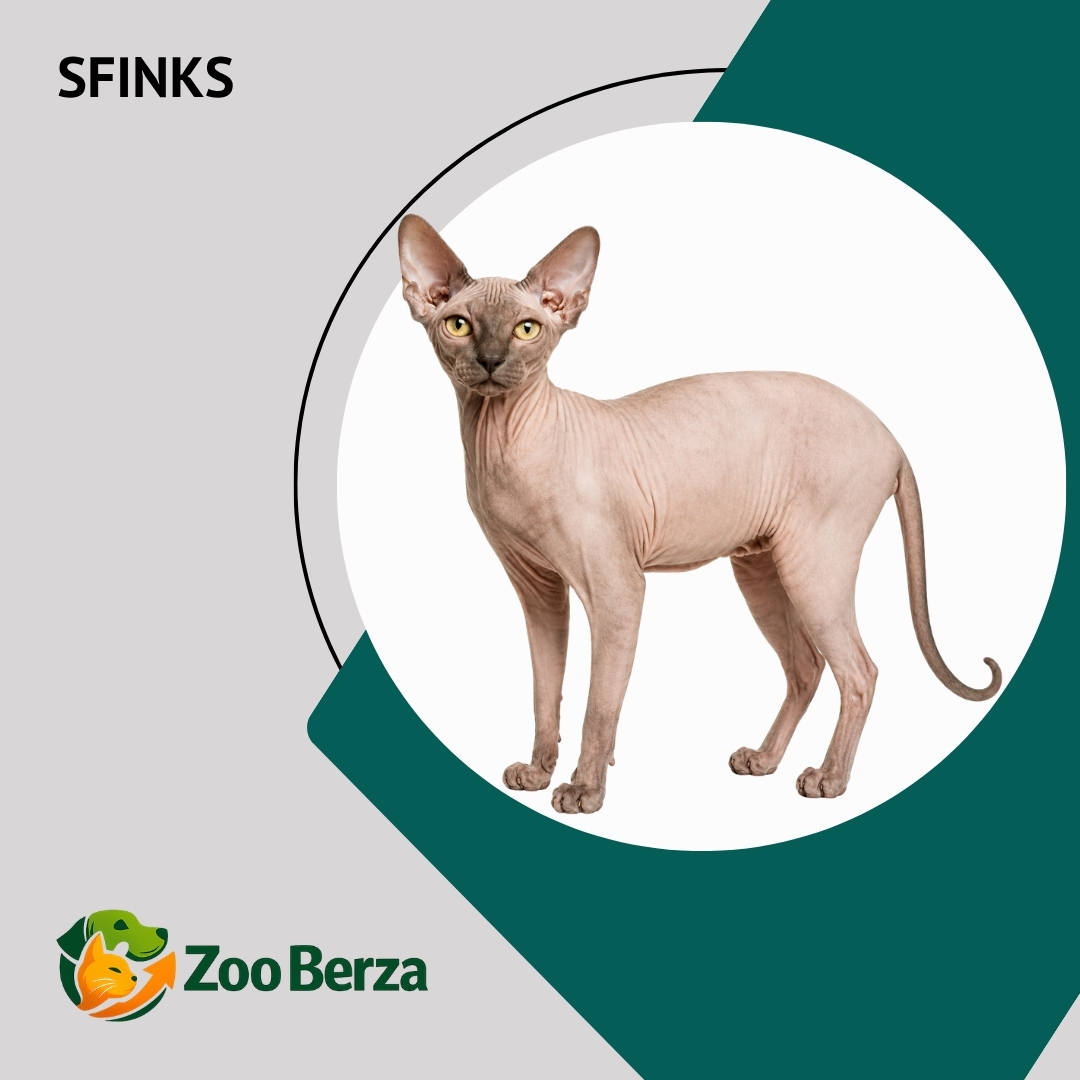 Sfinks (Sphynx)