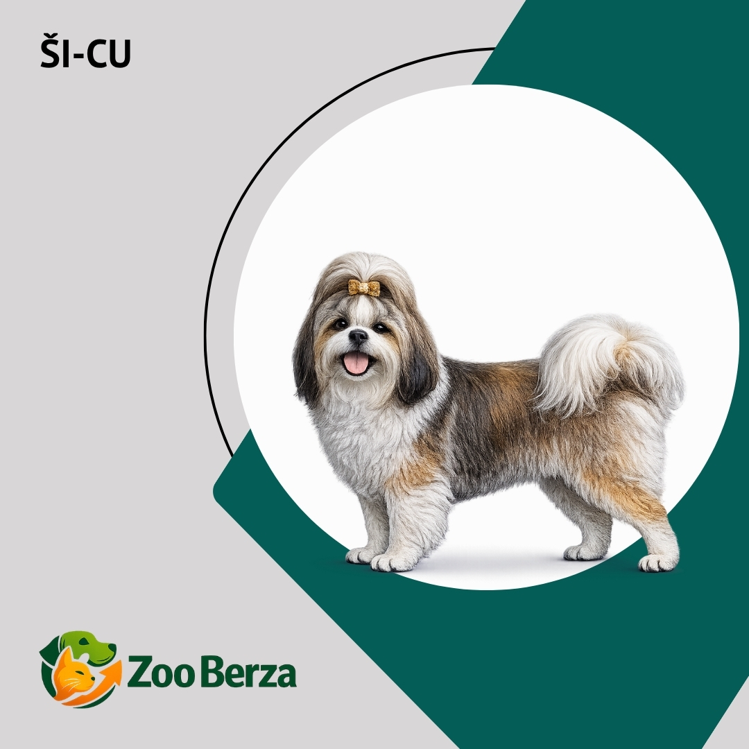 Ši-cu (Shih Tzu)